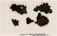 藏品(青貓耳衣)的圖片